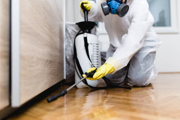 Best Flea Control Services  in Chepachet, RI