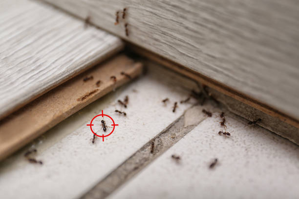 Best Mosquito Control Services  in Chepachet, RI