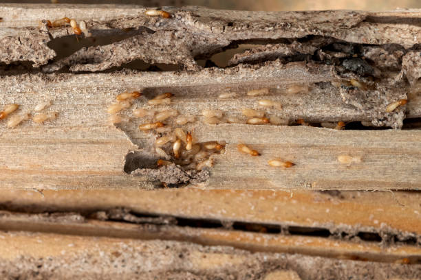 Best Wasp Removal Services  in Chepachet, RI