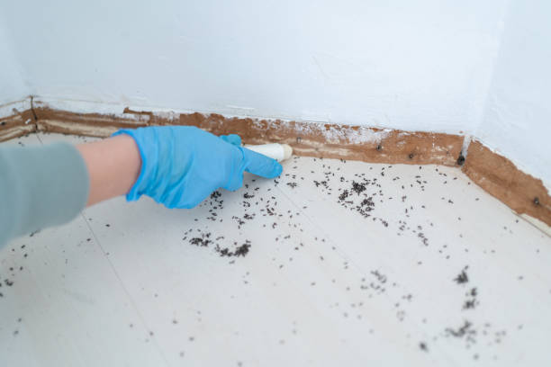 Best Affordable Pest Control Services  in Chepachet, RI